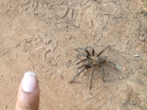 A sweet little tarantula boy out looking for a lady in late summer. You only see the boys out roaming. Girls stay close home.